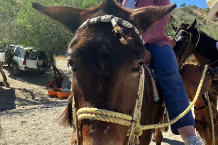 day-02-burros-06.jpg