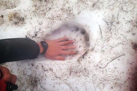 Bear paw vs Margaret's hand