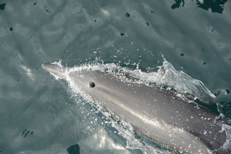 day-03-dolphins-03.jpg