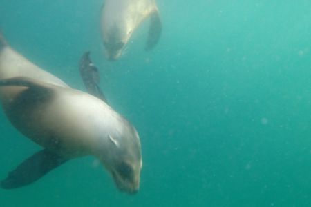 day-05-sealions-snorkel-03.jpg