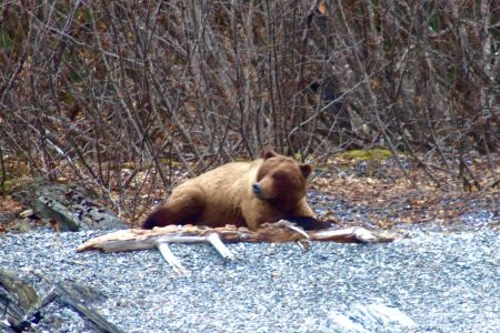 Alaskan Brown Bear