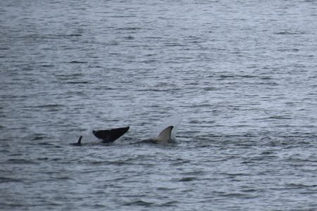 Baby Orca playing