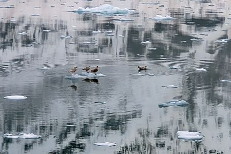 Birds on the 'bergs