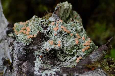 Fairy Barf Lichen