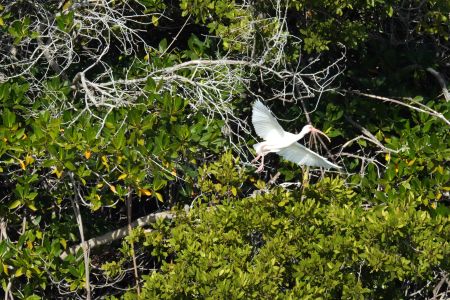 day-04-mangroves-02.jpg