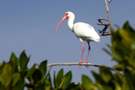 day-04-mangroves-05.jpg