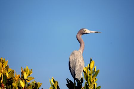 day-04-mangroves-06.jpg