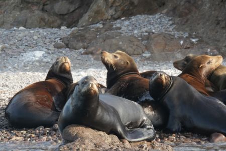 day-05-sealions-skiff-04.jpg