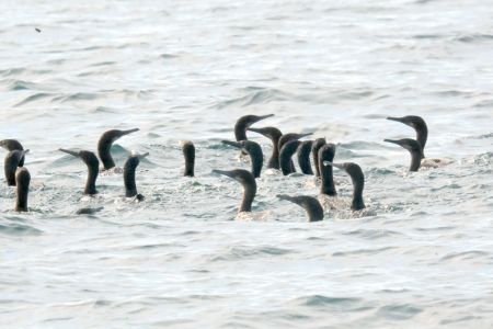 day-05-sealions-skiff-05.jpg