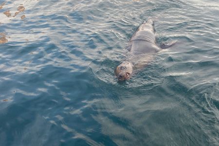 day-05-sealions-skiff-07.jpg