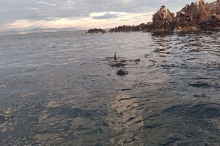 day-05-sealions-skiff-12.jpg