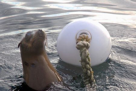 day-05-sealions-skiff-17.jpg