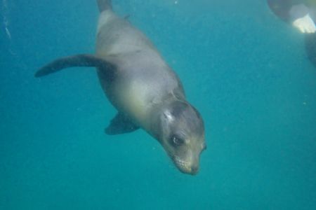 day-05-sealions-snorkel-04.jpg