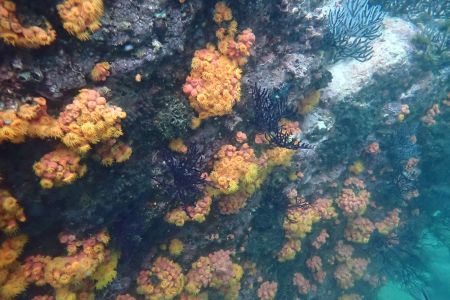 day-05-sealions-snorkel-06.jpg