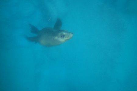 day-05-sealions-snorkel-07.jpg