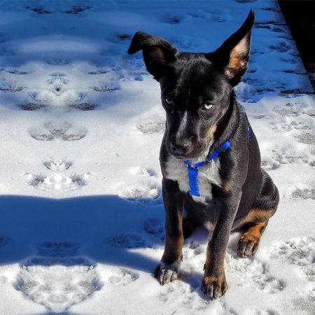 Enzo
