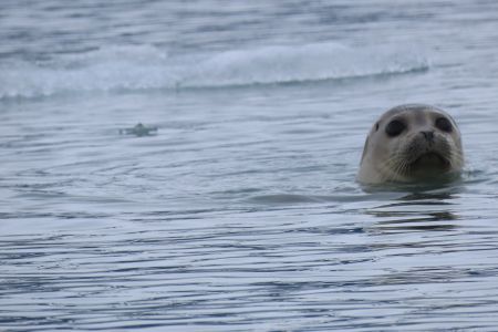 Harbor Seal by Lamplugh glacier