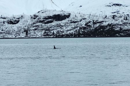 Large male Orca
