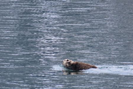 Momma sea otters and babies