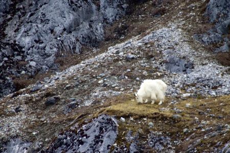 Mountain Goats