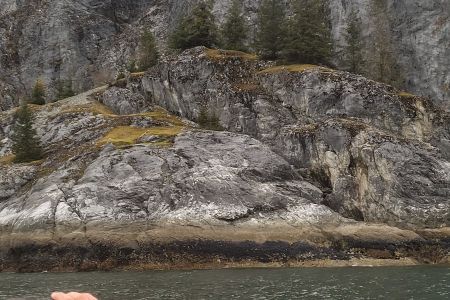 Mountain goats