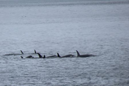 Pod of Orca