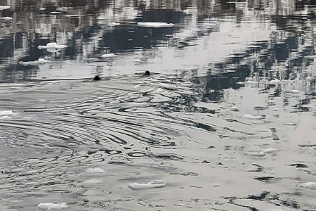 Sea Otters