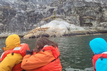 Seal Lions on Gloomy Knob
